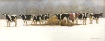 Cows In The Snow
