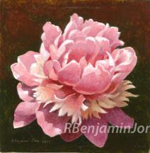 Single Peony