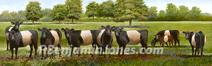 Belted Galloways