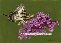 Butterfly Bush