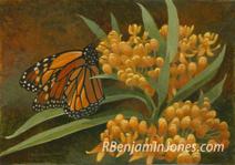 Butterfly Weed