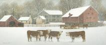 Herefords