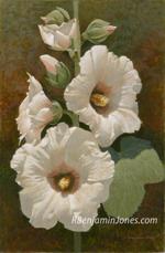 Hollyhock