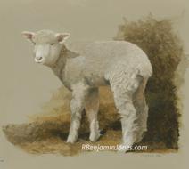 Lamb