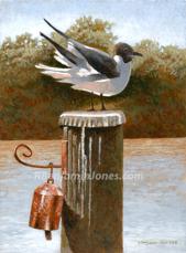 Laughing Gull