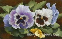 Pansies