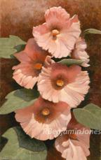 Peach Hollyhock