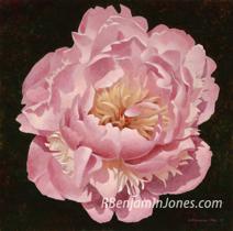 Peony Blossom