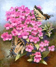 Phlox & Butterflies