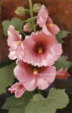 Pink Hollyhock