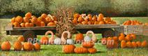 Pumpkin Harvest