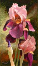 Shannopin Iris